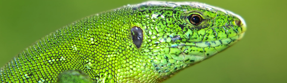Image of environmentally responsible print green lizard